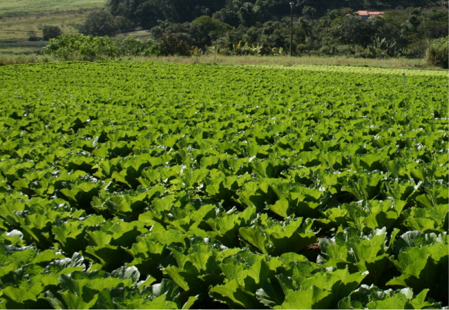 ほ場・ビニールハウス